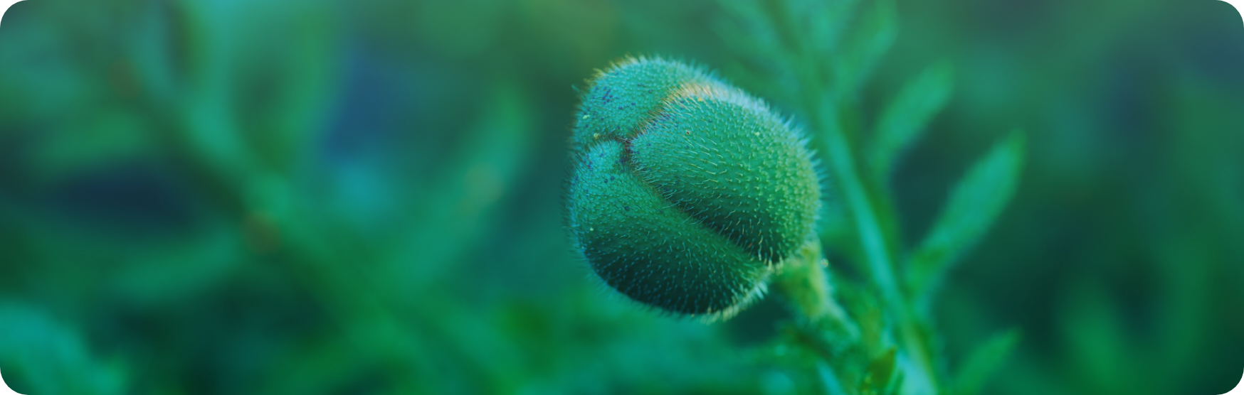 Featured image for COP16 LOGO