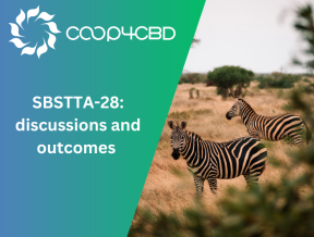 Featured image for SBSTTA-28: discussions and outcomes