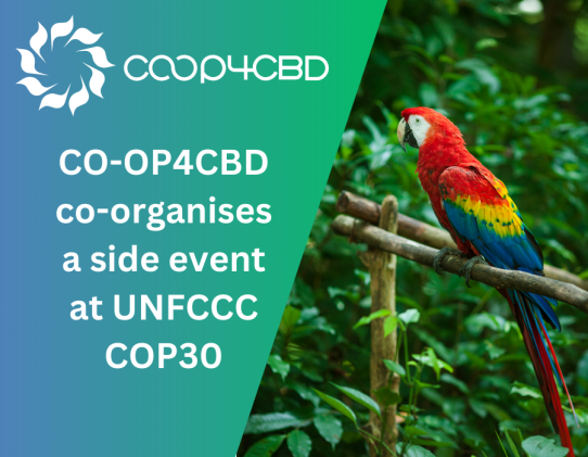 Featured image for CO-OP4CBD co-organises a side event at UNFCCC COP30