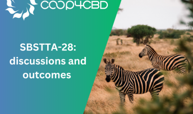 Featured image for SBSTTA-28: discussions and outcomes