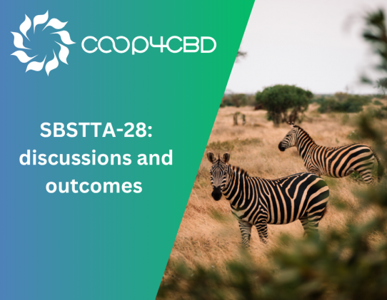 Featured image for SBSTTA-28: discussions and outcomes